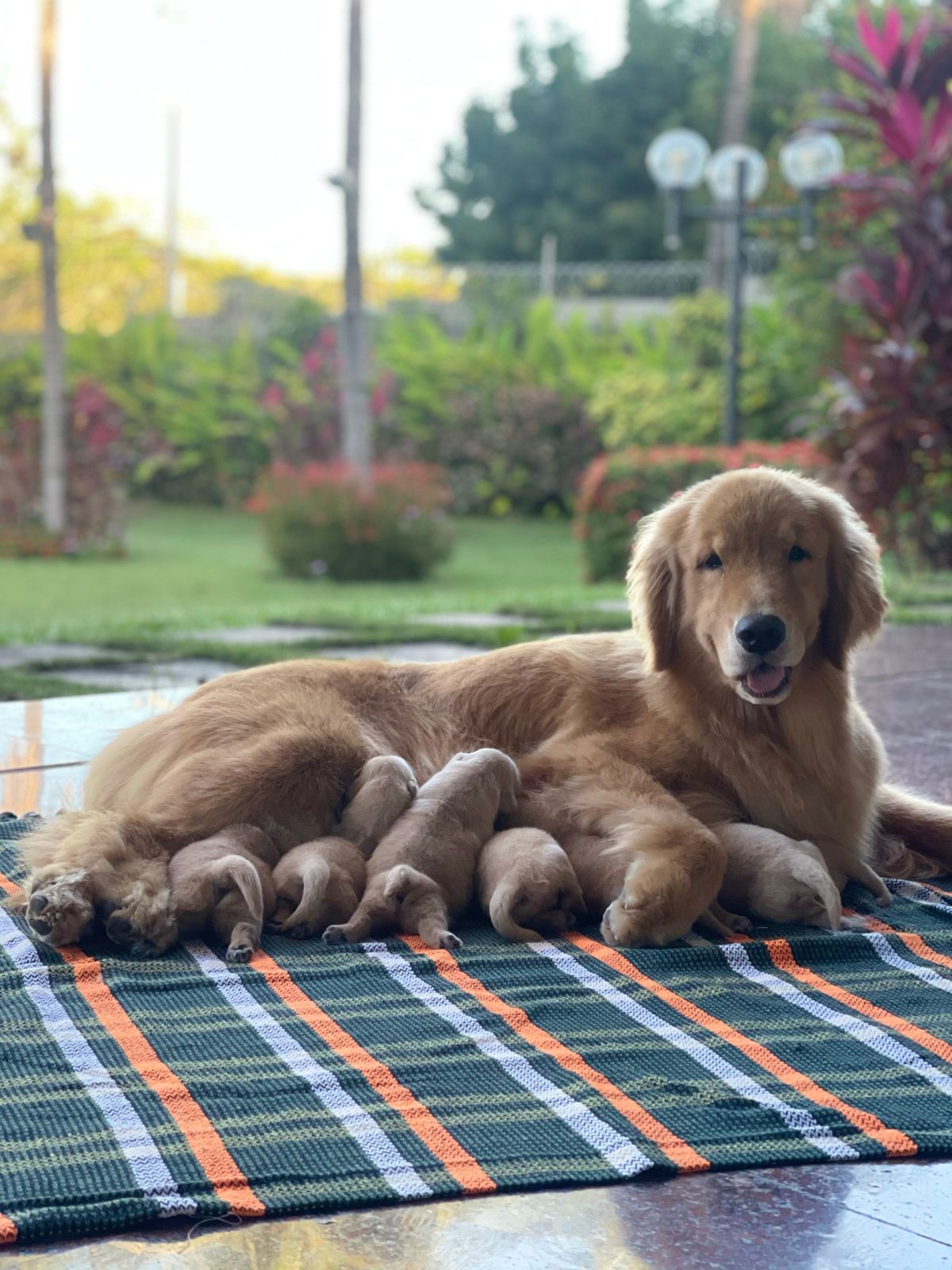 A Raça Golden Retriever