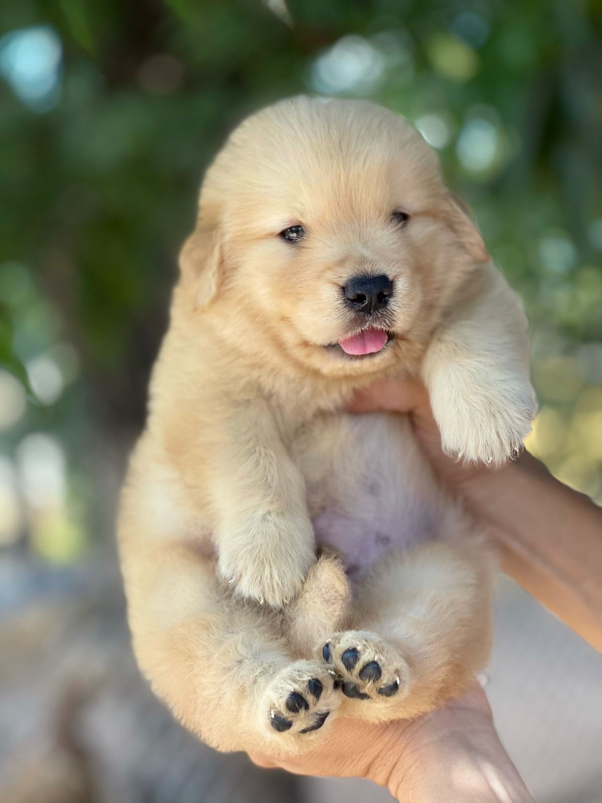 Filhotes Winkel's Golden